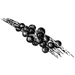 Cranberries