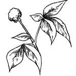 GINSENG