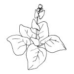 burdock leaves