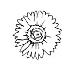 chamomile