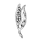 cardamom