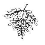 moringa