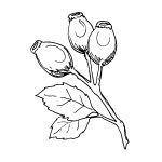 rosehips