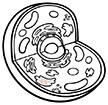 CELL1