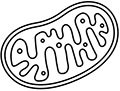A mitochondria isolated vector illustration.